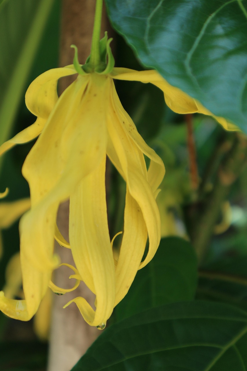 Close-up of a fresh yellow ylang ylang flower with long curling petals